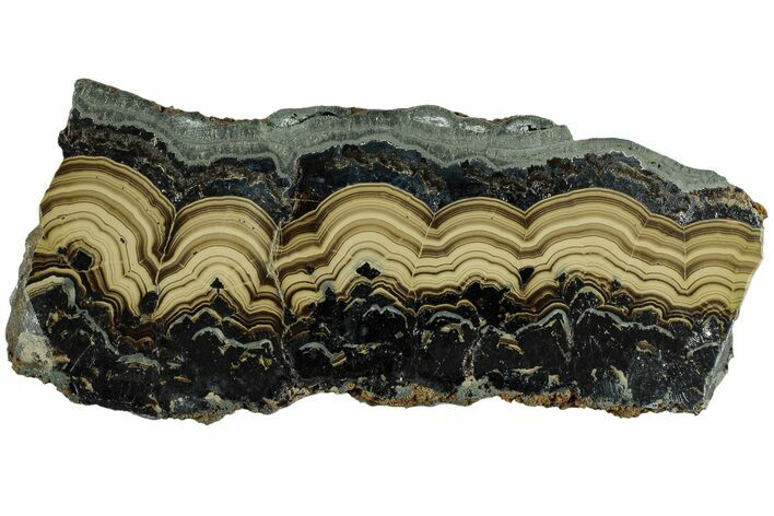 Polished Schalenblende Slice - Poland #228199